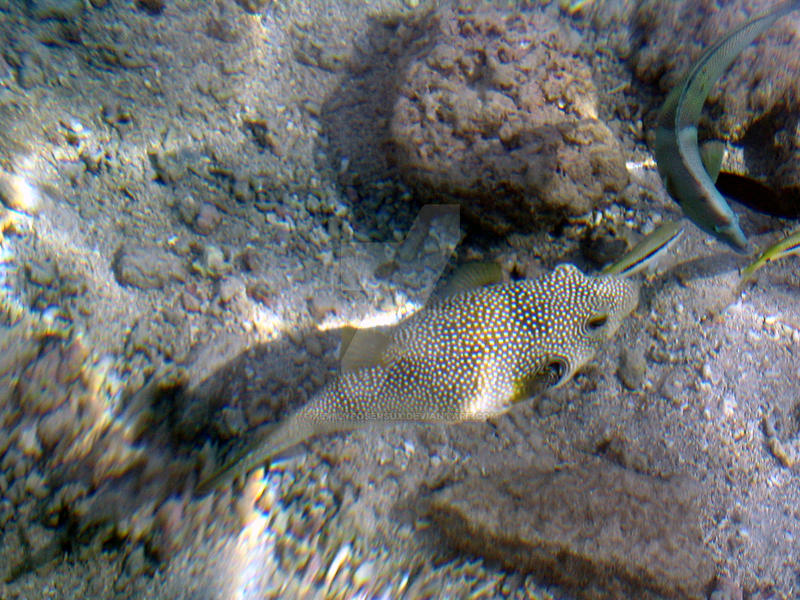 Booble fish by xeMiLypOsErsUx on DeviantArt