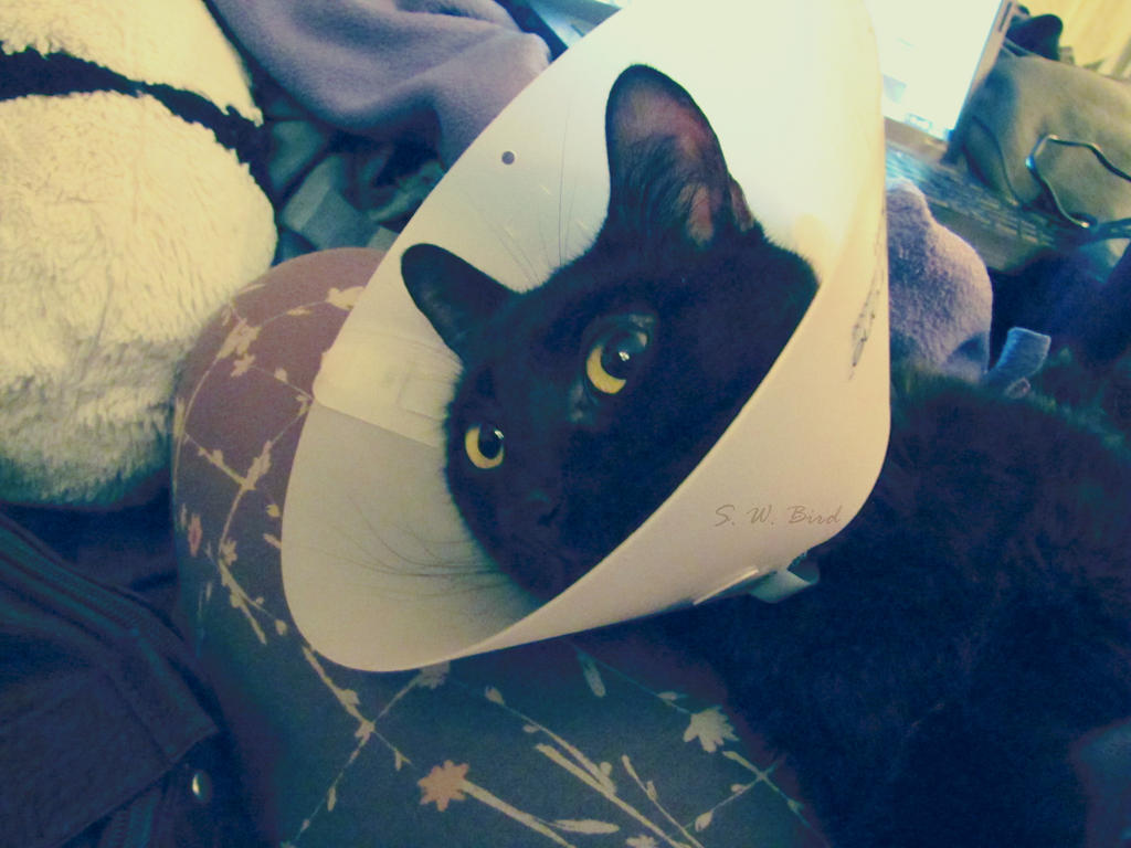 Anesthesia Kitty by BleedingLotusAngel on DeviantArt