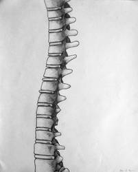 Spine