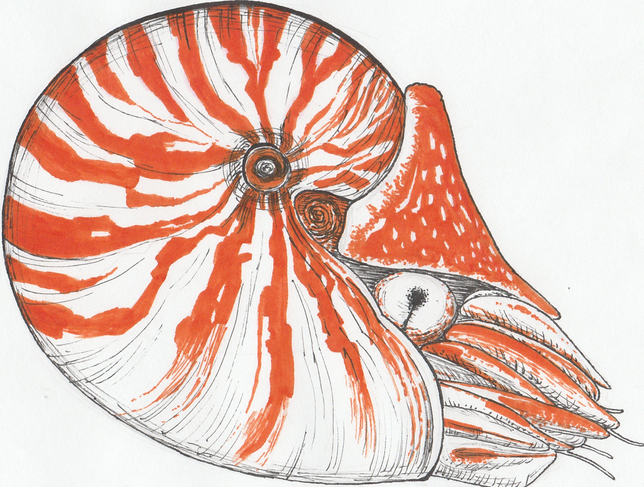 Nautilus