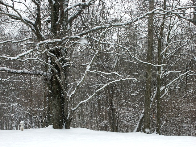 Snowy Morning by jerseybrat