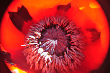 Red Poppy