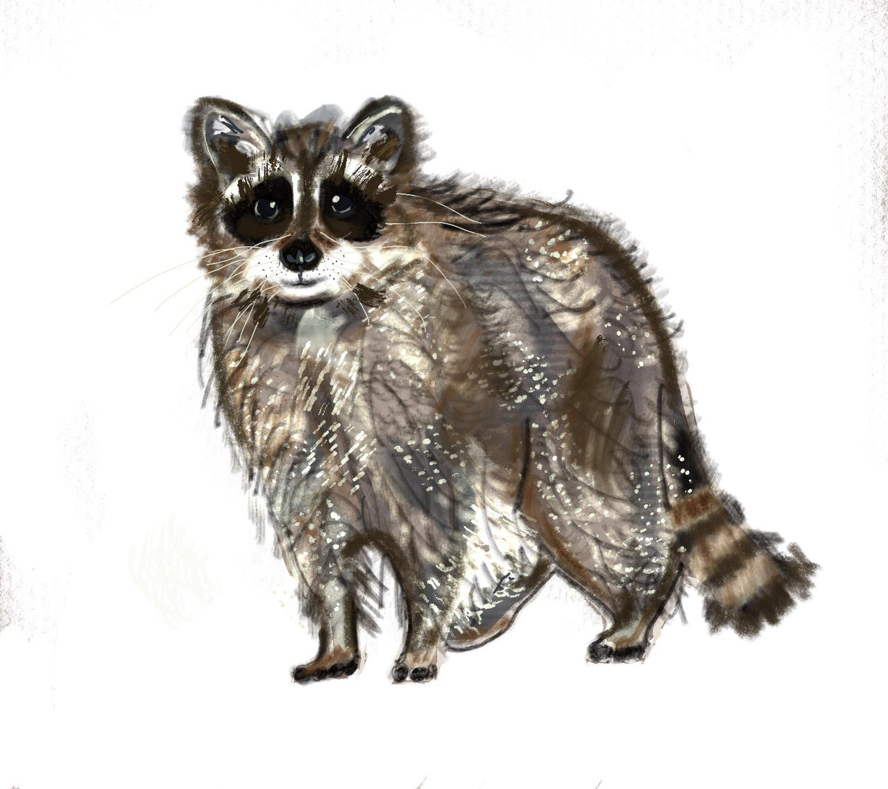 Raccoon by theroastedradish on DeviantArt