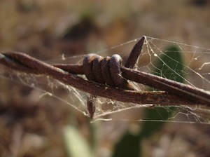 Barbed Wire