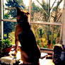 My dog at the window 2 - Manverie