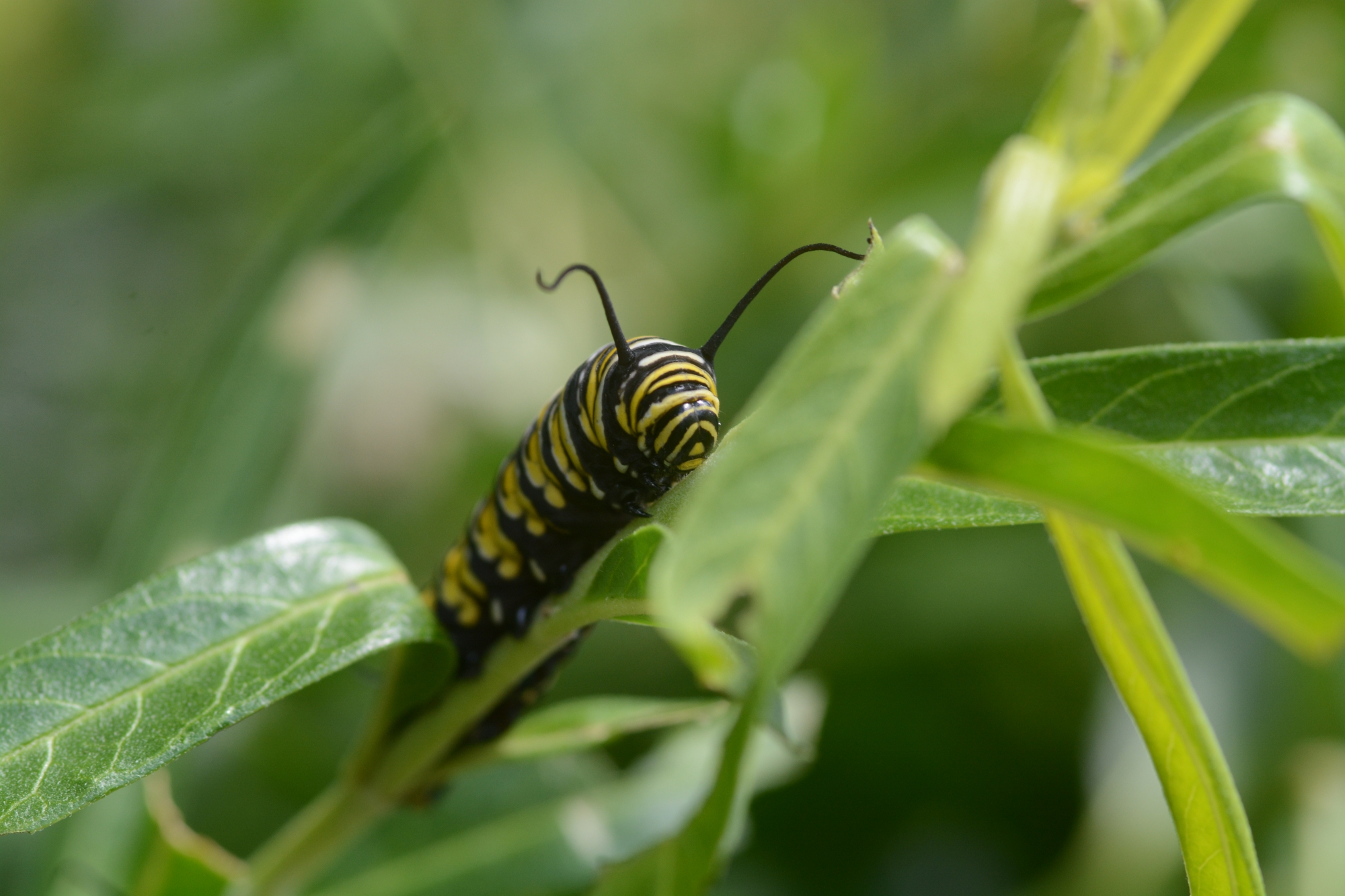 Monarch Caterpillar