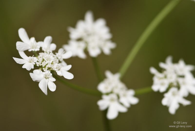 Depth of Field