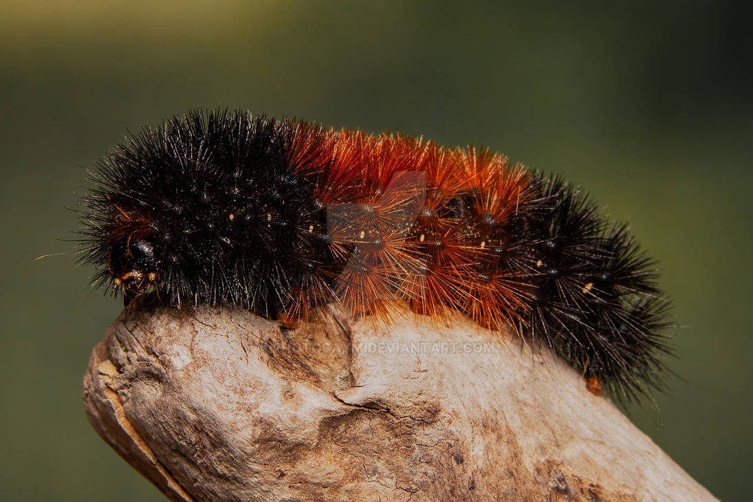 Pyrrharctia isabella