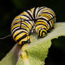 Monarch Caterpillar