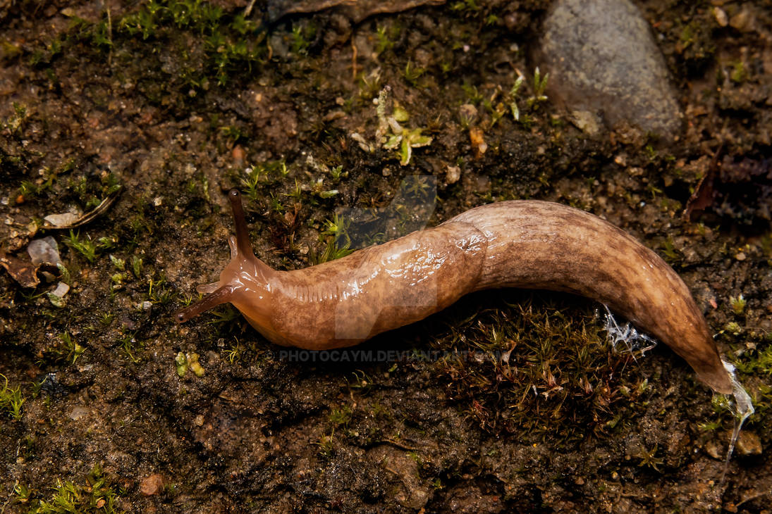 Deroceras reticulatum. by Photocaym on DeviantArt