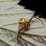 Goldenrod Spider-crab