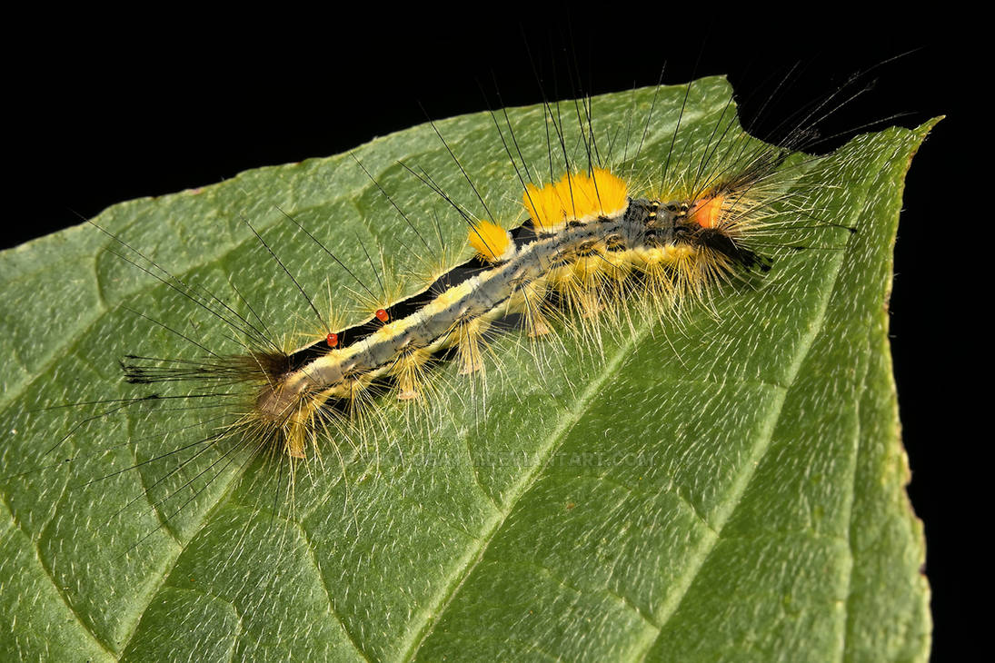 Whitemarked tussock moth (Orgyia leucostigma)