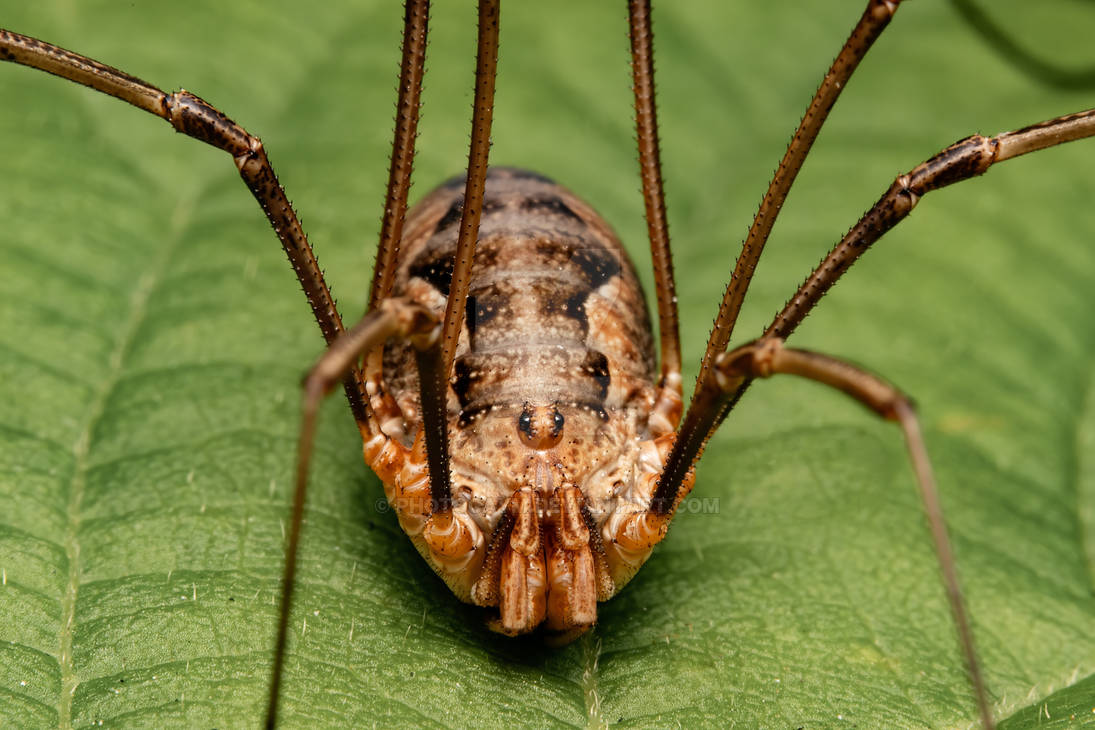 Opiliones Inca Pattern Opiliones by Photocaym on DeviantArt