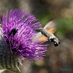 Macroglossum stellatarum