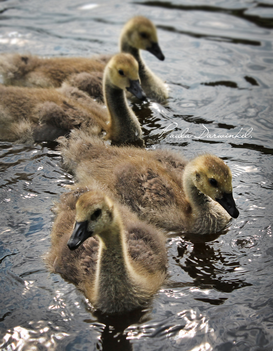 Canadian Goose Chicks