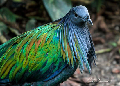 Nicobar pigeon