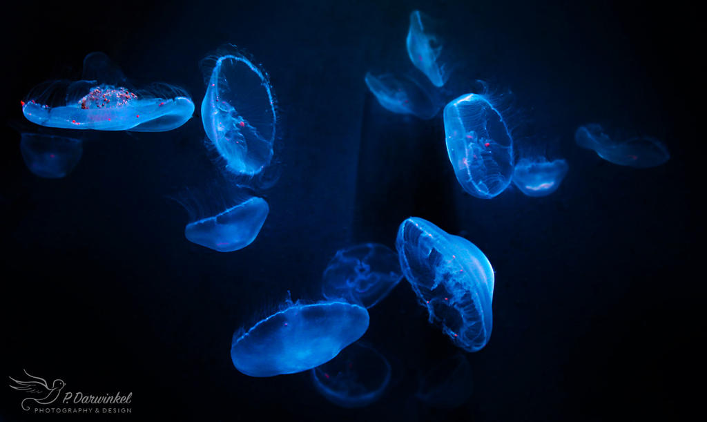 jellyfish__by_pauladarwinkel_d9u36d4-fullview.jpg