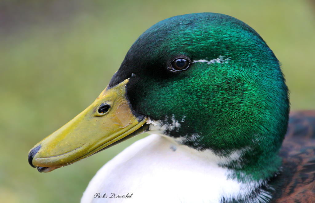 Duck Rasim Duck Portrait by PaulaDarwinkel on DeviantArt