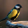 Great Tit