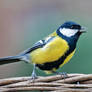 Great Tit