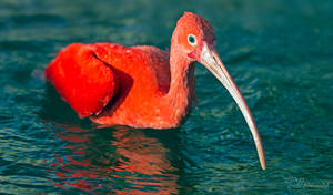 Scarlet Ibis