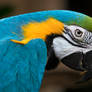 Blue-and-yellow Macaw