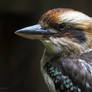 Kookaburra