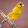 Canary