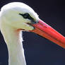 Stork Portrait