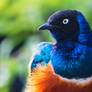 Superb Starling