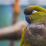 Burrowing Parrot