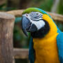 Macaw