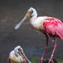 Roseate Spoonbill