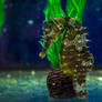 Seahorse