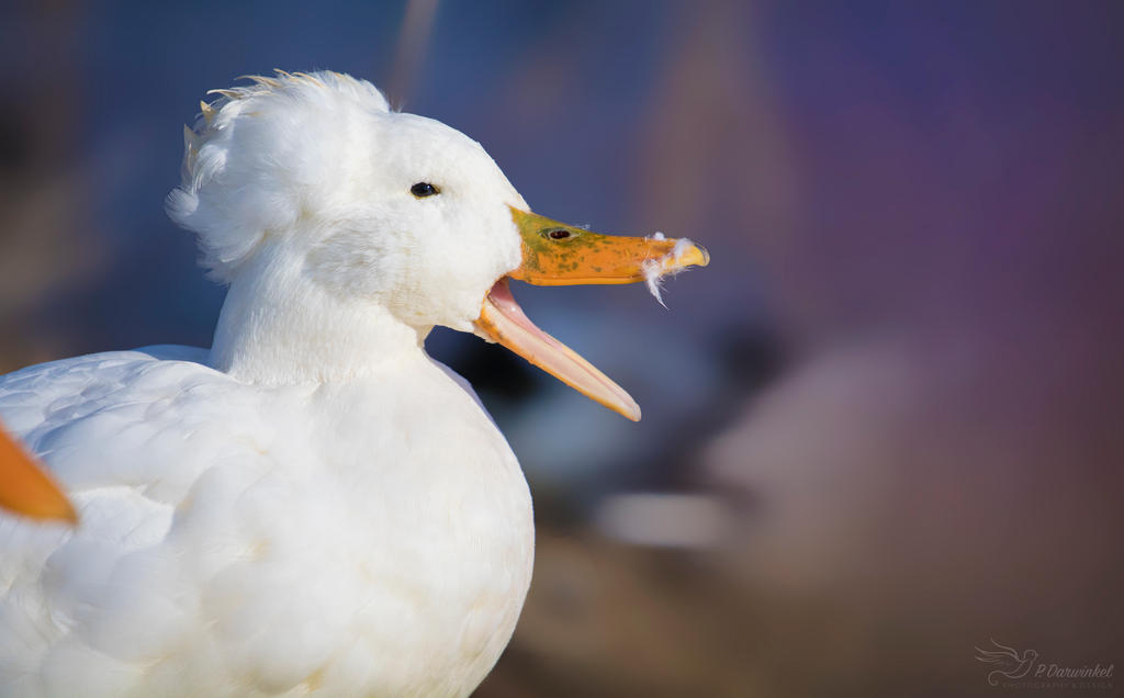 Crested Duck by PaulaDarwinkel