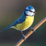 Blue Tit