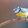 Blue Tit