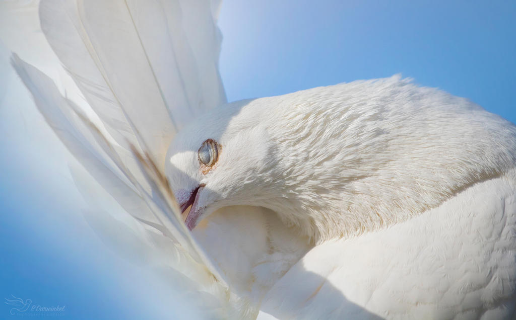 Preening by PaulaDarwinkel Preening by PaulaDarwinkel