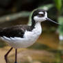 Black-necked Stilt