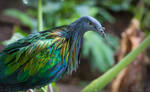 Nicobar Pigeon by PaulaDarwinkel