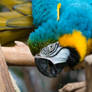 Blue and Yellow Macaw