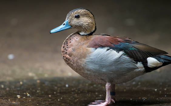 Ringed Teal