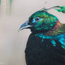 Himalayan Monal