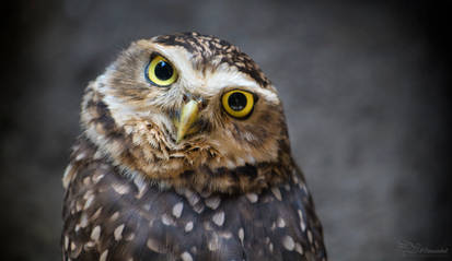 Burrowing Owl