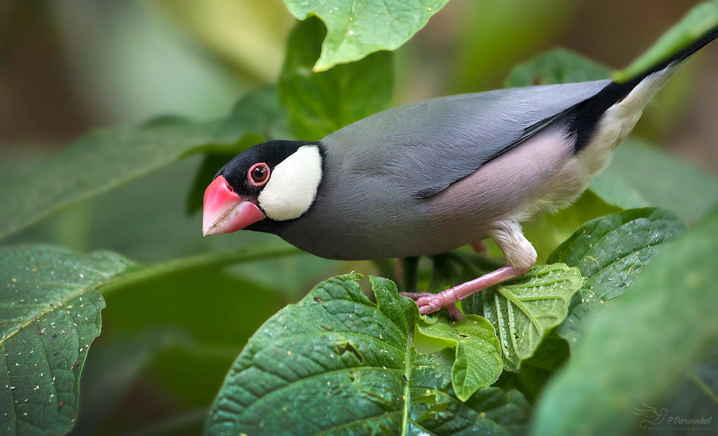 Java Sparrow by PaulaDarwinkel on DeviantArt