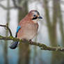 Eurasian Jay