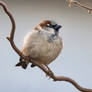 House Sparrow Male