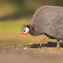 Helmeted Guineafowl