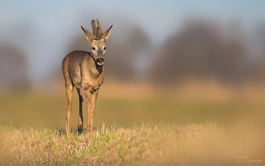 Roe Buck by PaulaDarwinkel on DeviantArt