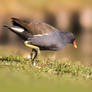 Moorhen